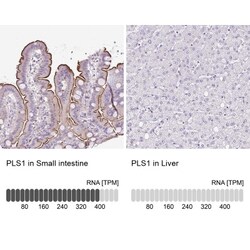 PLS1 Antibody, Novus Biologicals:Antibodies:Primary Antibodies